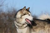 ALASKAN MALAMUTE 818